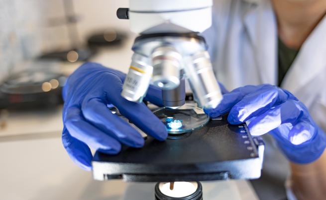 Край на мъжкия стерилитет: Учени създадоха сперматозоиди от маймунски стволови клетки