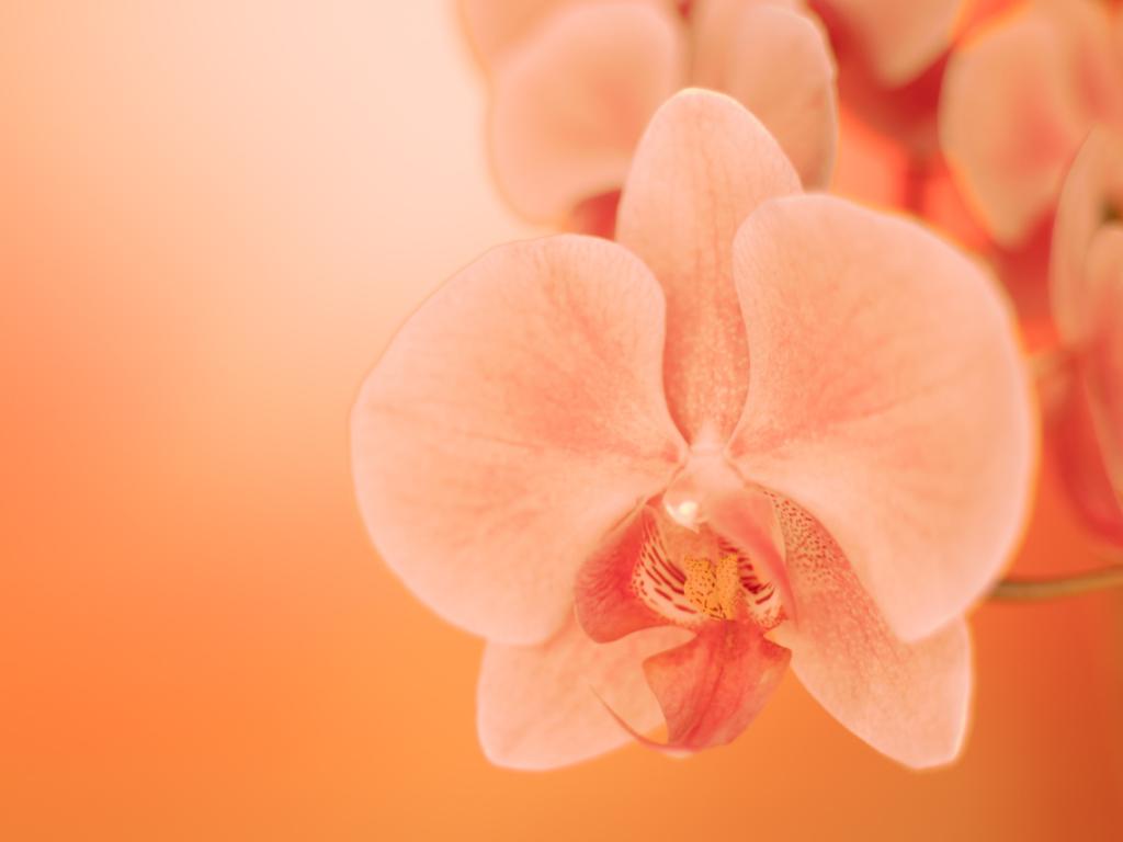 Великолепният вид орхидея известен на местното население Цу като Божието цвете