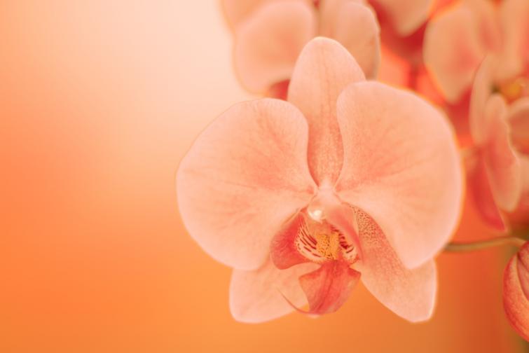 клитор орхидея