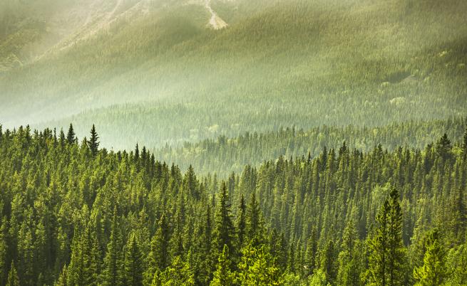 Как превръщаме горите в източник на вредни емисии