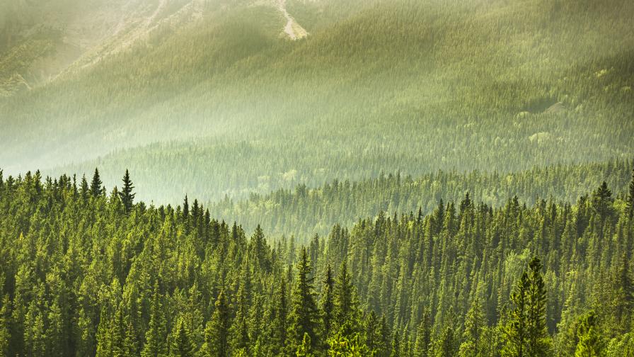 Как превръщаме горите в източник на вредни емисии