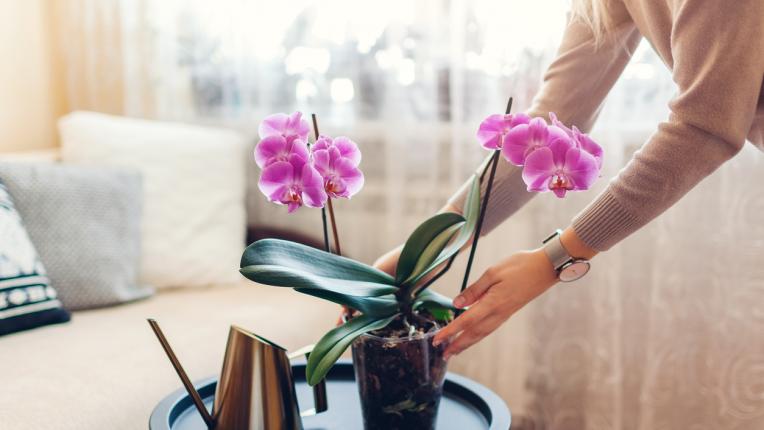дом цвете орхидея