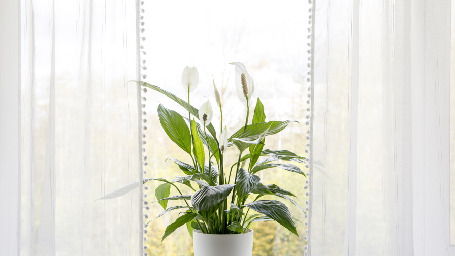 Растенията, които ще ви избавят от влагата в дома