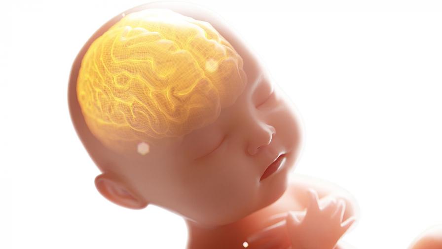 Какво се случва в мозъка на едно бебе през първите месеци от неговия живот?