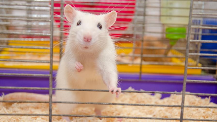 <p>Нова надежда: парализирани мишки проходиха отново</p>