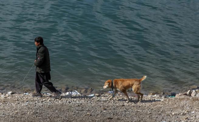 Хероиновите кучета на Кабул: пристрастени, за да носят утеха
