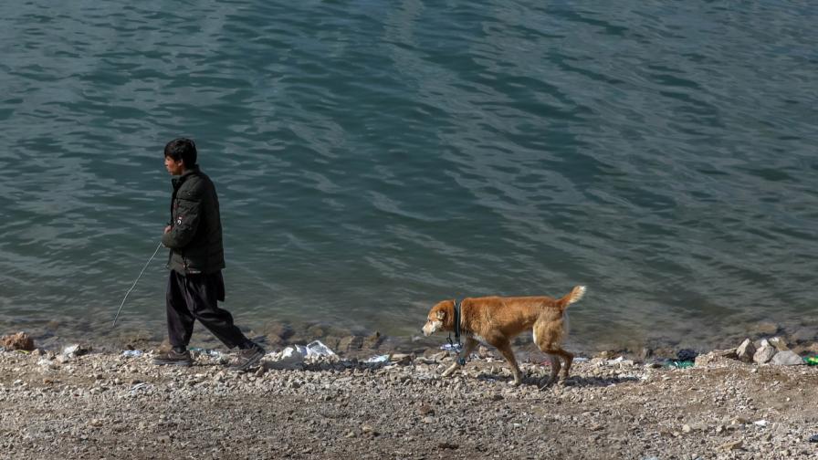 <p>Хероиновите кучета на Кабул: пристрастени за утеха</p>