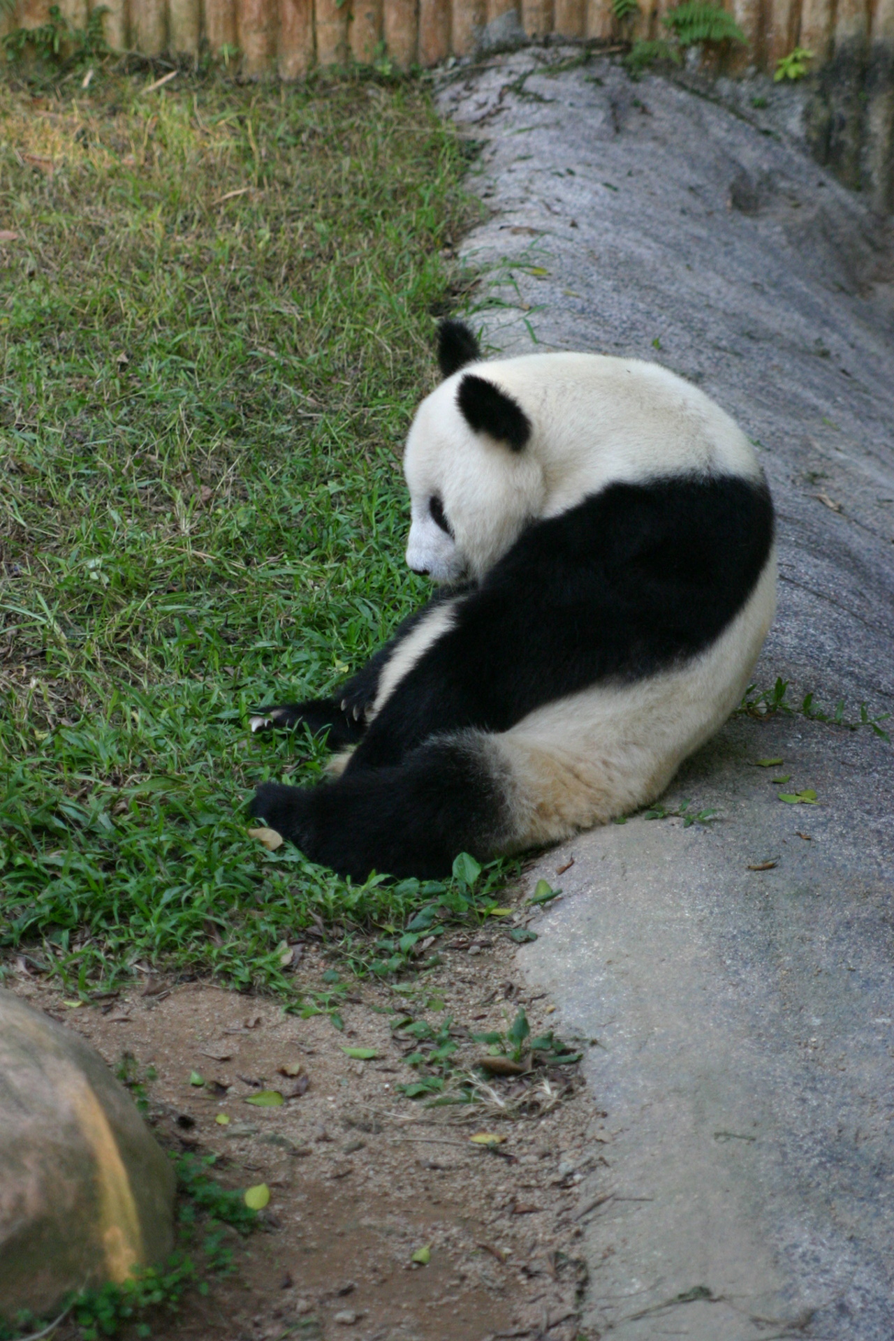 <p><strong>Панда</strong></p>

<p>Ако чуждестранен зоопарк иска да отглежда и показва панда, той трябва да наеме животното от китайското правителство за 10 години. Годишната такса може да възлиза на приблизително 1 млн. долара, а ако панда умре през това време от човешка грешка, Китай налага глоба от около 400 хил. долара.</p>