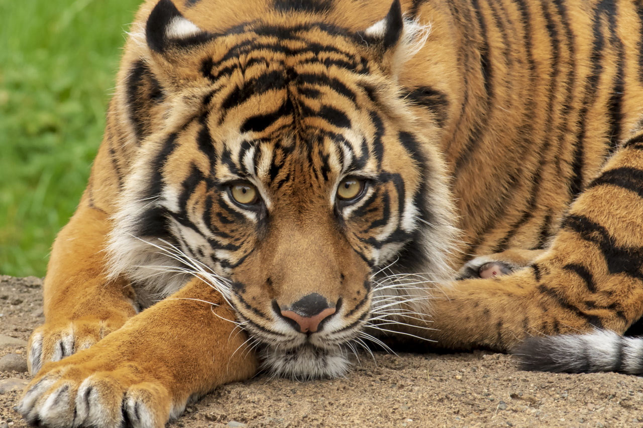 <p><strong>Хранене</strong></p>

<p>Животните в зоопарковете често се хранят с преработена храна. В резултат на това някои животни, тигрите, например,развиват проблеми със зъбите и страдат от стрес, тъй като не могат да ловуват за храна.</p>