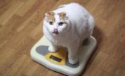 Дебела котка предизвика скандал в Instagram