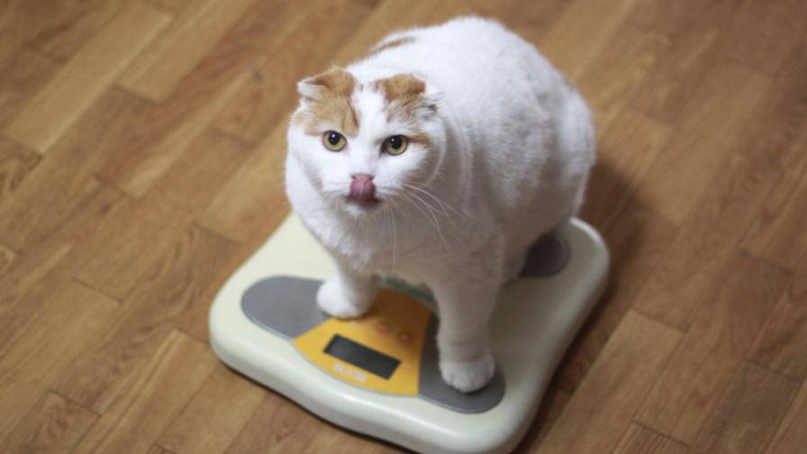 <p>Дебела котка предизвика скандал в Instagram</p>
