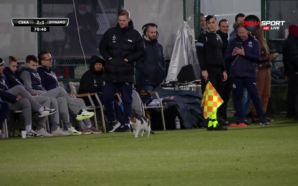 Котка се появи на терена на мача ЦСКА - Динамо