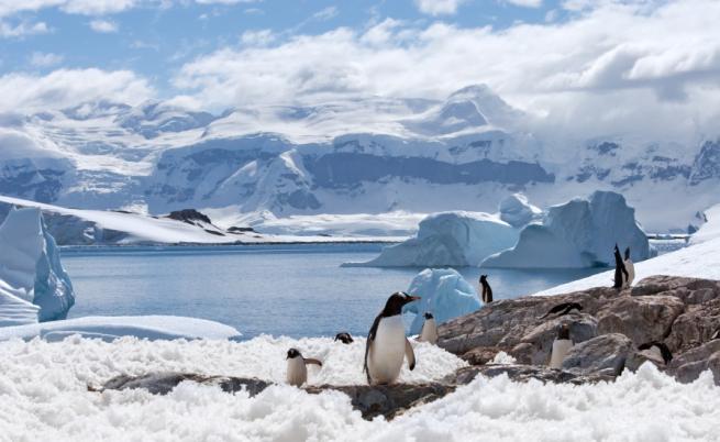 Как пингвините влияят на климатичните промени в Антарктика