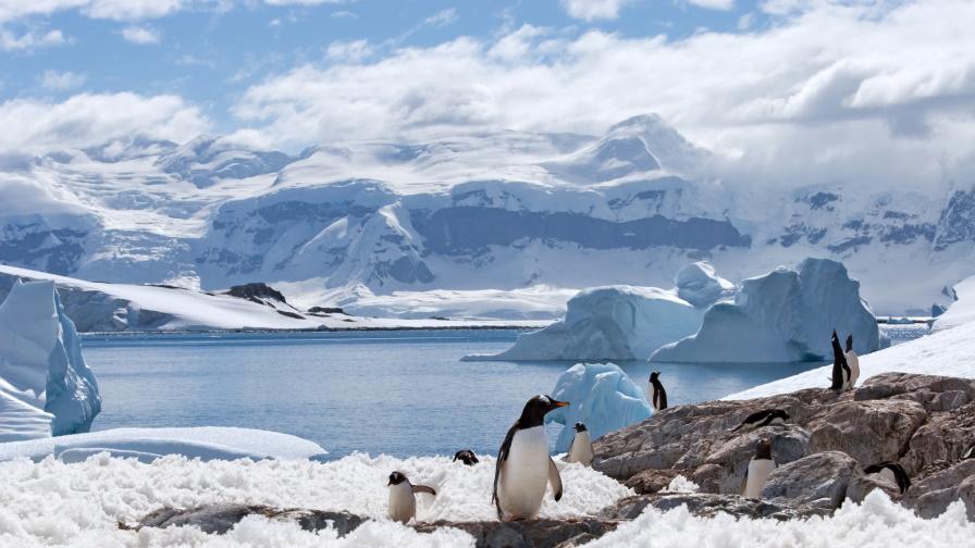 Как пингвините влияят на климатичните промени в Антарктика