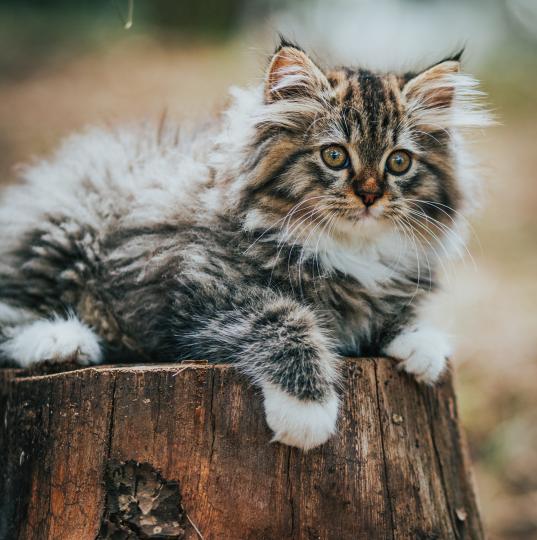 Дневен хороскоп за 13 февруари, неделя - снимка 7