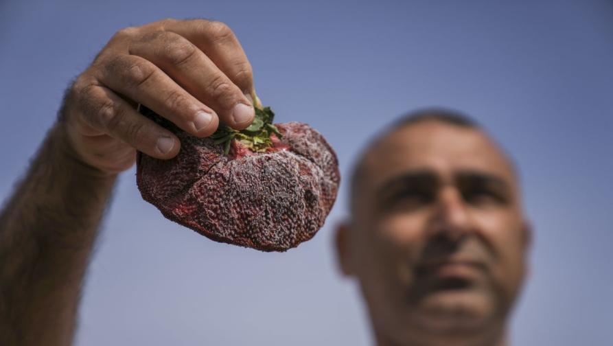 ягода рекорд Израел