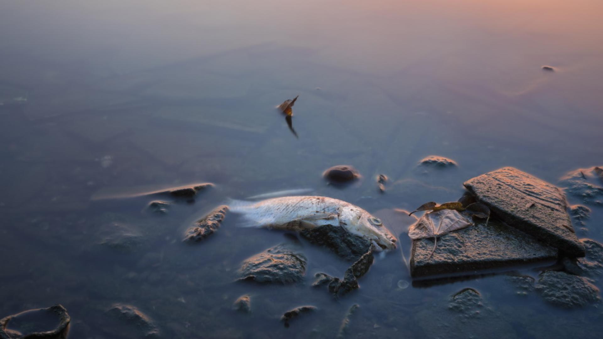 Сигнал за наличие на умряла риба в река Марица в