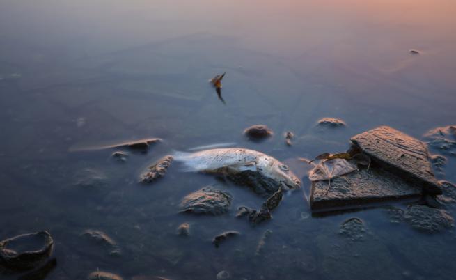 Откриха живак в р. Одер на германско-полската граница, хиляди риби измряха