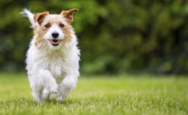 Кучетата на веганска диета може да са по-здрави