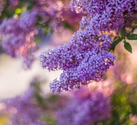 Прекрасен ден Нека го стартираме с усмивка и пожелание за