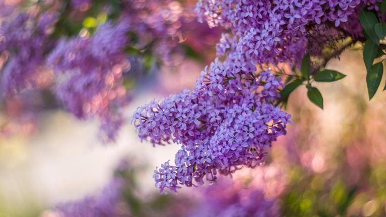 пролет природа люляк цвете цветя