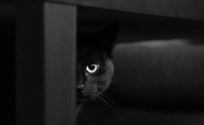 Изненадващо проучване разкрива: Котките светят в тъмното