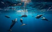 Изненадващият начин, по който делфините разпознават приятелите си