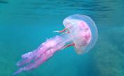 Ръст на опасните медузи в Средиземно и Егейско море