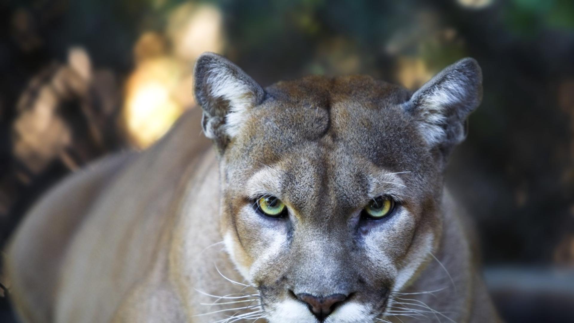 Бездомна пума е била забелязана в горите на югоизточна Естония