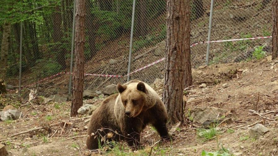За пръв път у нас: Оперираха мечка чрез лапароскопия