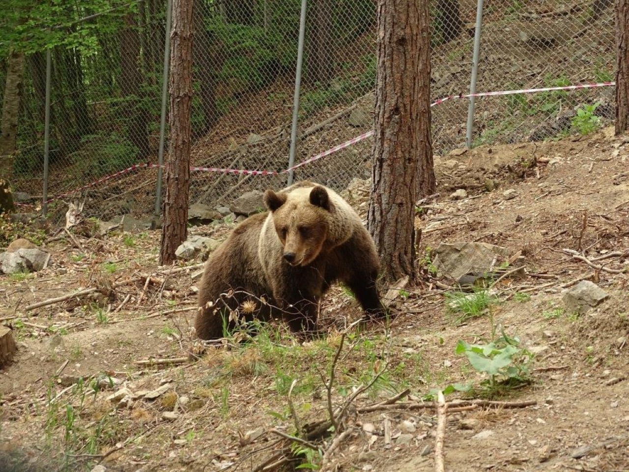 За пръв път у нас: Оперираха мечка чрез лапароскопия