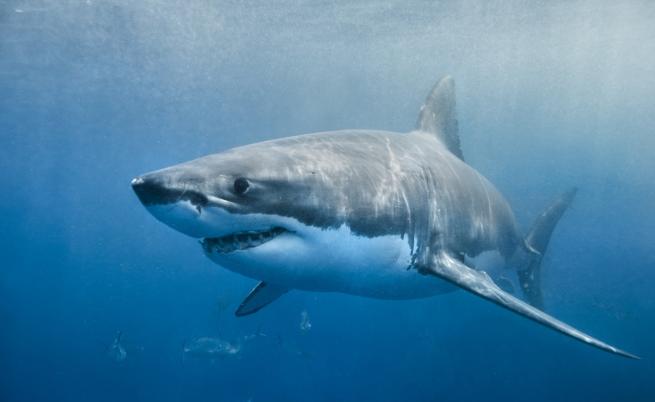 В търсене на изчезнал сърфист в Австралия: Тялото му е видяно в уста на акула