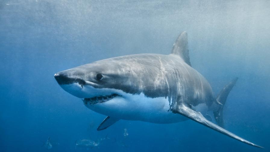 Ново откритие: Идентифицираха акула с плоски зъби