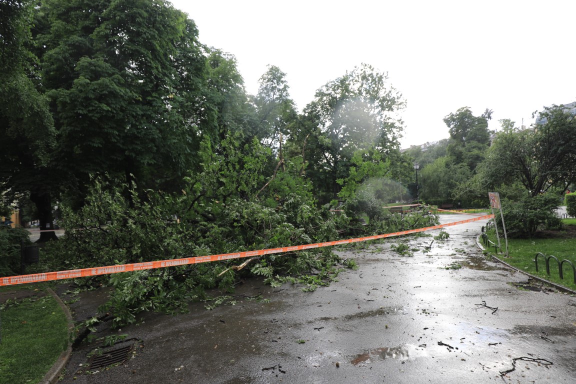 <p>Дърво падна пред Народния театър в София</p>