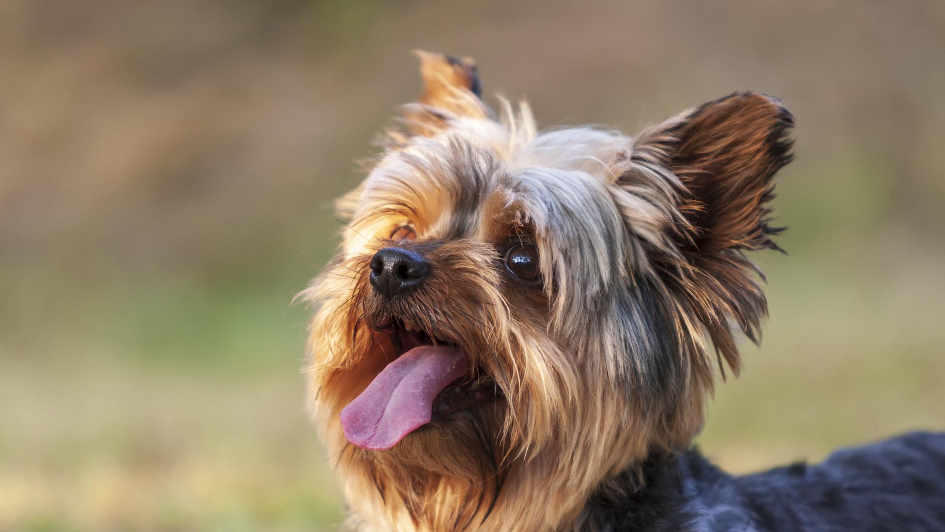 Кученце от породата йоркширски териер е било буквално разкъсано от