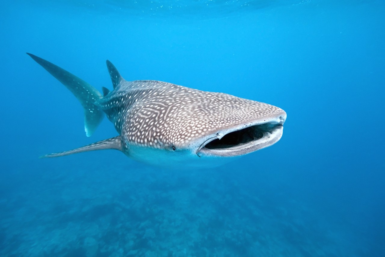 <p>Биолози от Австралийския институт за морски науки са идентифицирали най-голямото всеядно животно на Земята. То е риба, при това най-голямата в света - китовата акула</p>