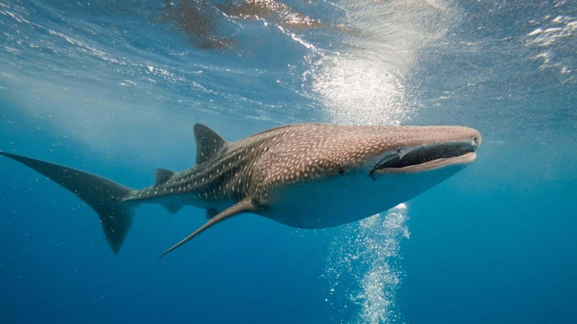 Стремежът към перфектната снимка понякога може да вкара хората в