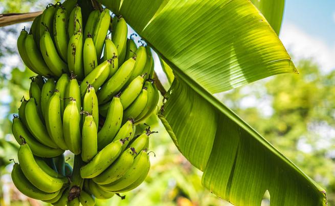 Ново проучване: Зелените банани имат противоракови свойства
