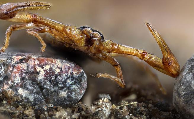 Шокиращо откритие в Тайланд: Откриха скорпион с 8 крака и очи (СНИМКИ)
