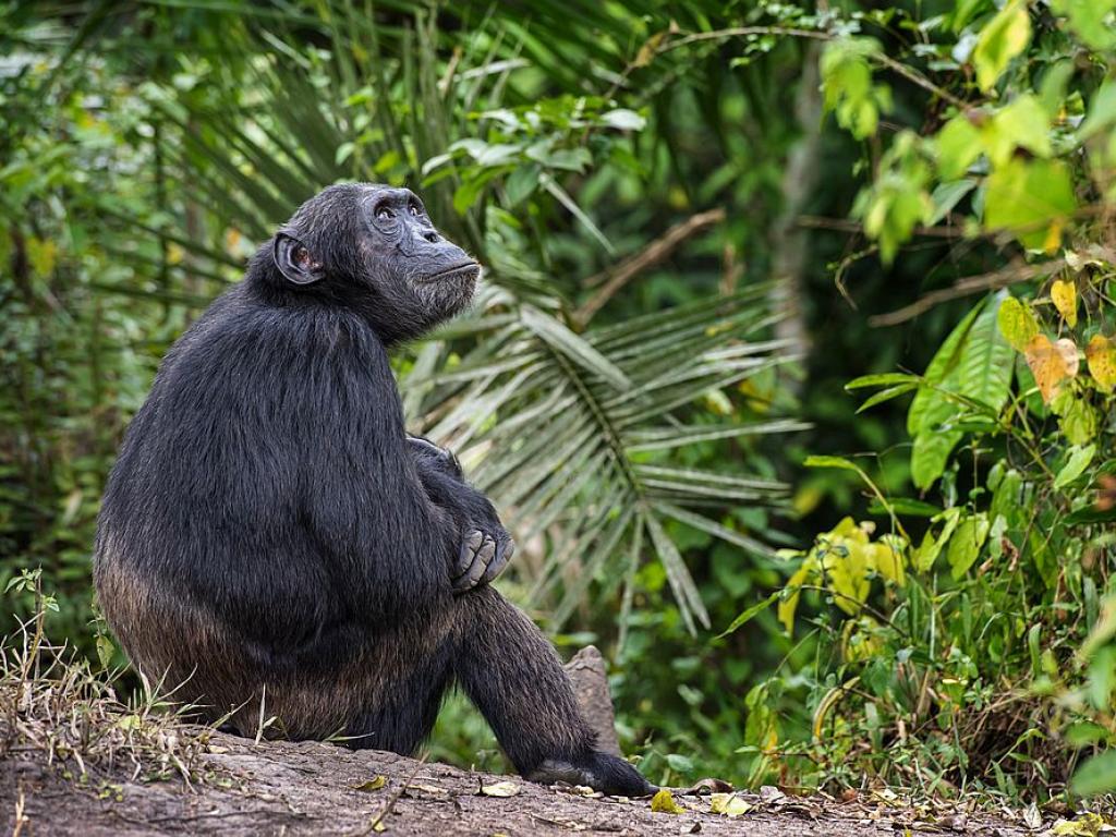Зоологическата градина в Дъблин скърби за загубата на шимпанзе записало