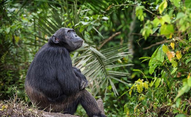 Най-старото шимпанзе почина на 62 години
