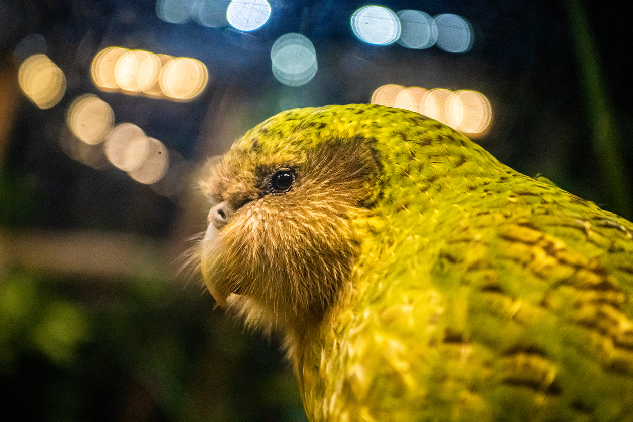 <p>Известен като папагал бухал, какапо прилича на топка за боулинг със зеленикаво оперение. Той е уникален вид за Нова Зеландия и може да достигне до четири килограма, приблизителното тегло на новородено бебе. Лишена от способността да лети с твърде късите си пера, популярната нощна птица дори беше описана като &quot;очарователна&quot; от видния естествоизпитател Дейвид Атънбъро, който я нарече любимата си новозеландска птица.</p>
