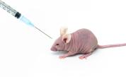 Създадоха мишка Франкенщайн с мозъчни клетки от плъх