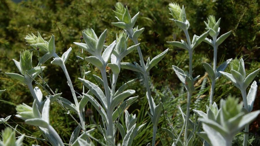 Български учени откриха нов вид растение
