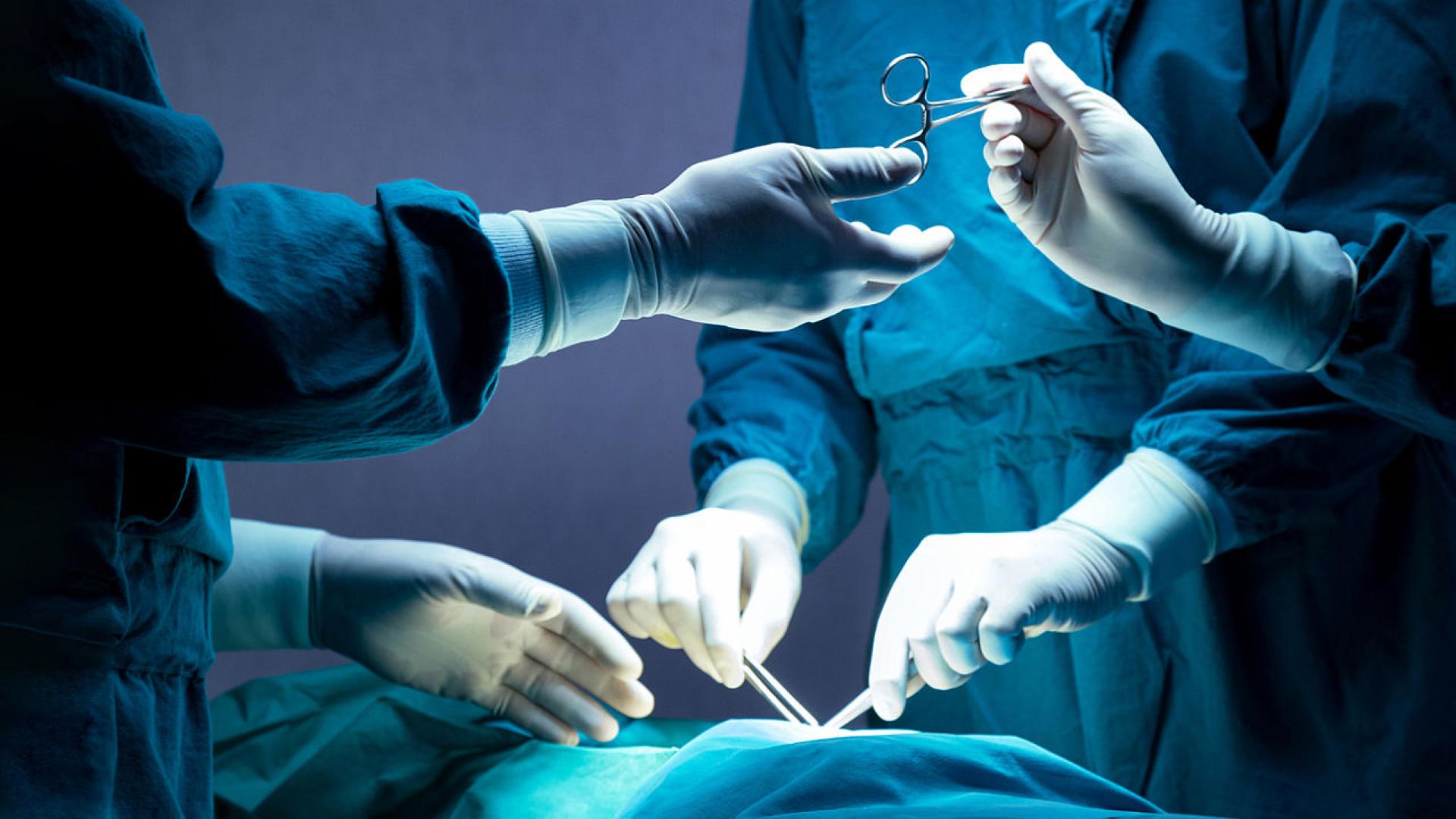 За пръв път бял дроб от генетично модифицирано прасе бе