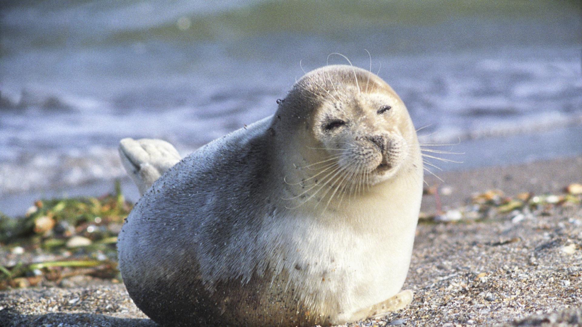 Германски полицаи спасиха вчера ранено тюленче намерено на брега на