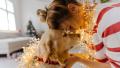 дневен хороскоп куче зима празнично Коледа