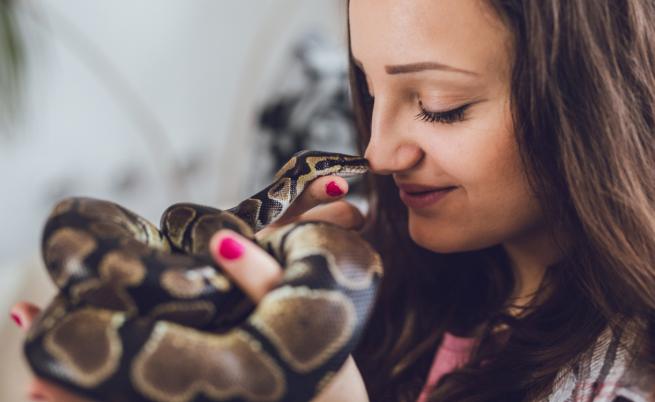 Учени разкриха, че змиите могат да изпитват оргазъм