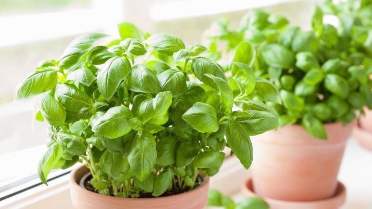  Тези растения ще донесат шанс вкъщи през 2023 година 