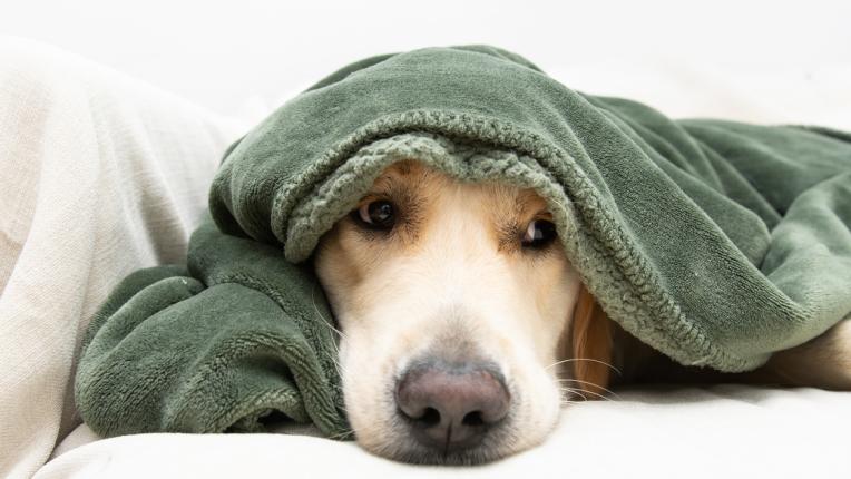  Дневен хороскоп за четвъртък, 19 януари 